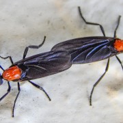 love-bugs