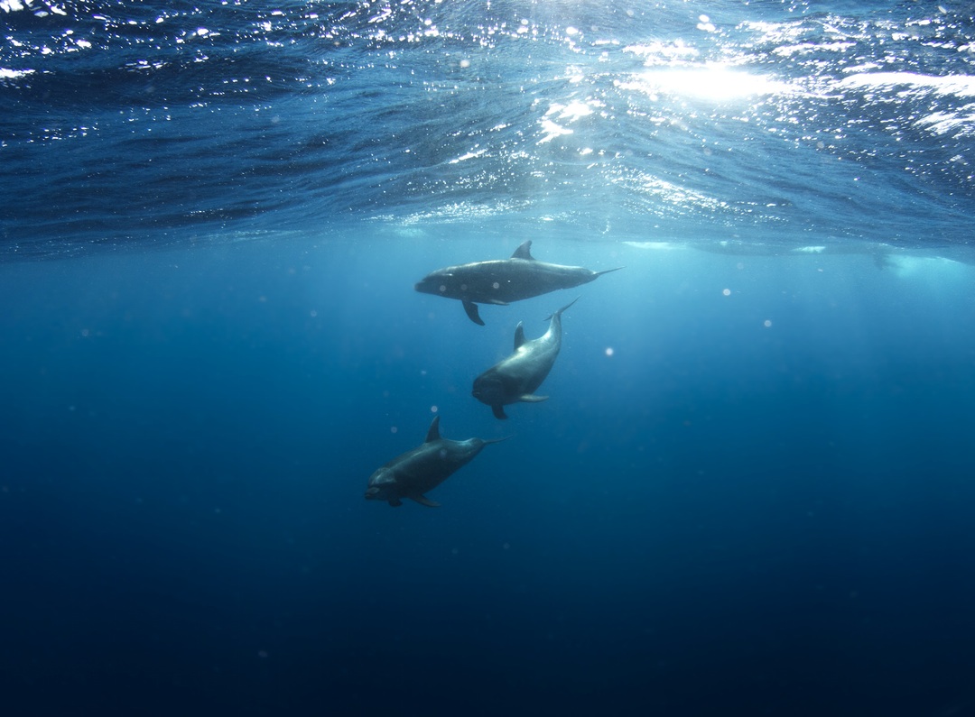 Dolphin in the Water